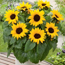 Mini Dwarf Sunflower Seeds for growers seeking a long-blooming display