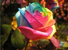 Rainbow Rose Seeds for a colorful addition to any planting