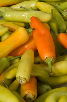 Hungarian Dolci Peppers Wax Seeds known for unique Pepper Flavor