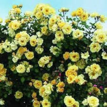 Rose Rosa Hybrida Mixed Color Climbing Seeds known for vertical Home Landscaping