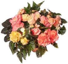 Begonia Mixed Seeds (Begonia spp.) for colorful blooms in the Flower Bed & Home Garden