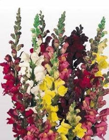 Antirrhinum Madame Butterfly Seeds (Antirrhinum majus) for a bright addition to the backyard garden and planting