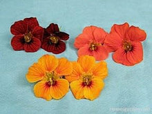 Nasturtium Hanging Basket Climber Seeds for trellises and fences in the Garden Baskets