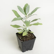 Green White Sage Plants for cooks growing their own fresh herbs