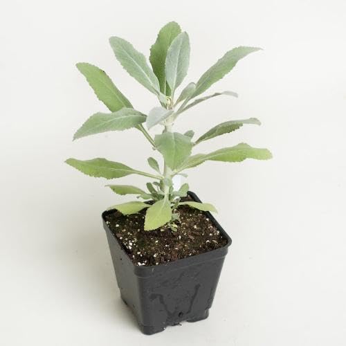 Green White Sage Plants for cooks growing their own fresh herbs