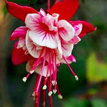Fuchsia Fuchsia Hybrida Hanging Seeds for colorful blooms in the Balcony Arrangements