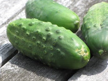 National Cucumber Seeds for growers stocking the Home Gardens