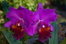Exotic Orchidea Cattleya Seeds for a bright addition to the Mini Garden