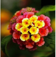 Lantana Camara Seeds valued for violet Gardening