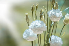 Eustoma Lisianthus Seeds for growers seeking a long-blooming display