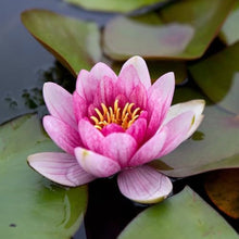 Loto Flower Nelumbo Nucifera Seeds for seasonal color across the Pond & Flower Bed