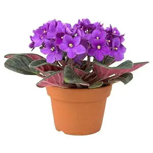 Phlox Flower - for planting in home garden