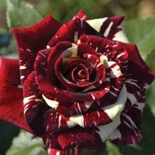 Abracadabra Rose Seeds (Rosa species) for seasonal color across the Flower Bed