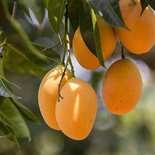 Mango Seeds (Mangifera indica) for sweet homegrown fruit in the Tropical Garden