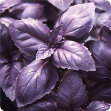Basil red Plants for cooks growing their own fresh herbs