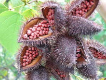 Annatto Tree (Bixa orellana) for planting in tropical home garden
