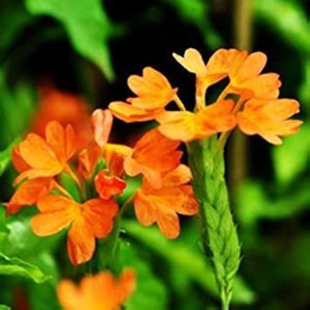 Fire Cracker Snap Dragon Plant - for planting in home garden