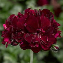 Geranium Seeds (Pelargonium hortorum) for growers filling out the indoor pots or garden containers