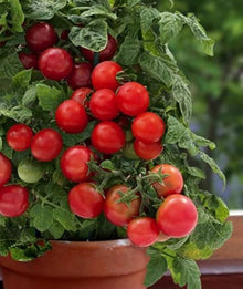 Grape Cherry Tomato Seeds for growers stocking a kitchen garden