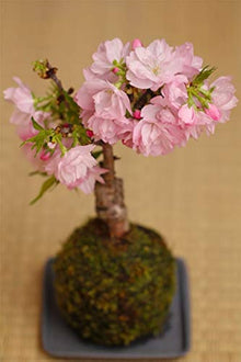 Cherry Blossom Tree Seeds known for original Flowering Tree