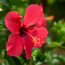 Hardy Hibiscus Seeds for seasonal color across the Garden, Vase, or Courtyard Planting