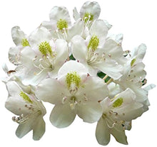 Indoor Azalea Seeds (Rhododendron spp.) for reliable seasonal color