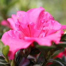 Azalea Seeds for gardeners building out beds and borders