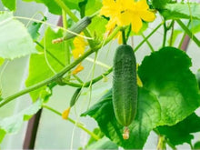 Cucumber Seeds (Cucumis sativus) for growers stocking the Nezhinskii Variety in Kitchen Garden