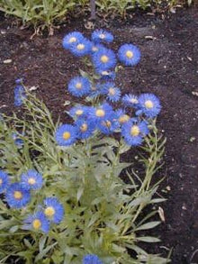 Erigeron fleabane daisy perennial seeds for garden planting