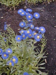 Erigeron fleabane daisy perennial seeds for garden planting