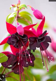 Red Fuchsia Lantern Fuchsia for planting in flower bed