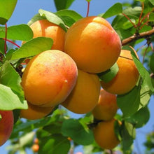 Peach Seeds (Prunus persica) for growers planting the flower bed vegetable patch