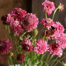 Red and White Scabiosa Seeds for gardeners building out beds and borders