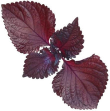 Perilla Frutescens Red Green Shiso Seeds (Perilla frutescens) for colorful blooms in the Herb Balcony Pots