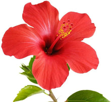 Hibiscus Seeds for growers filling out the Hibiscus Rosa- flower bed border