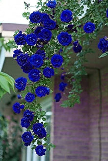 Rose Rosa Hybrida Climbing Seeds for trellises and fences in the Trellises, Fences, and Vertical Garden Displays