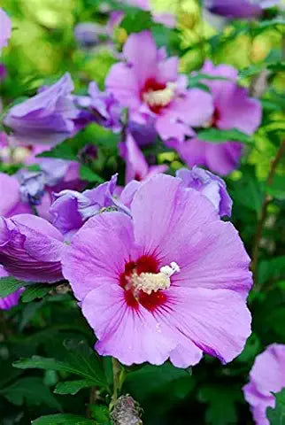 Hibiscus Flower Red Easy Grow Plant - for planting in home garden