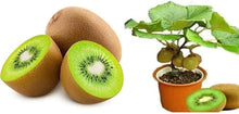 Kiwi Seeds for a homegrown harvest from the Home Garden Bonsai & Fruit Planting