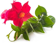 Mandevilla Sanderi Seeds for a lasting display in the White Garden