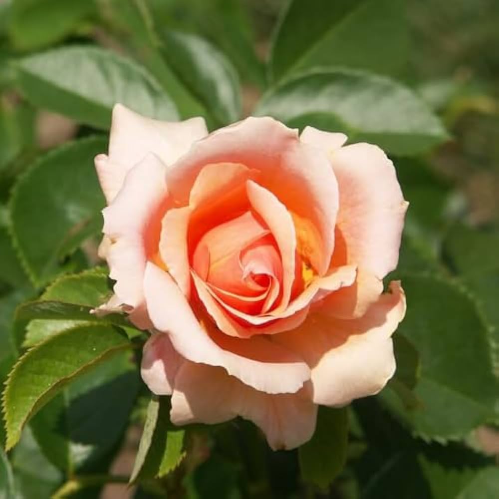 Peach and Cream Rose Bush Seeds for a sweet addition to the home orchard