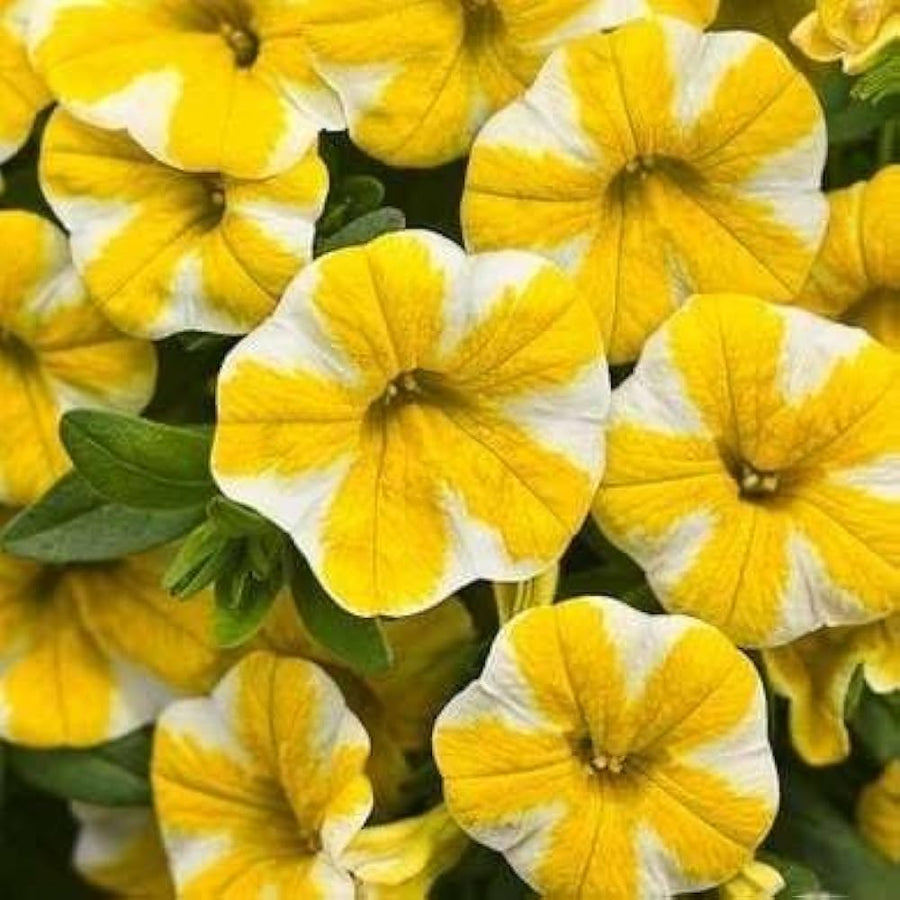 Light Yellow Petunia (Petunia spp.) for indoor and outdoor garden planting