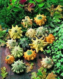 Fairytale Pumpkin Seeds (Cucurbita pepo) for productive rows in the Garden