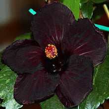 Hibiscus Hibiscus Rosa-Sinensis Rare White Black Flower Seeds for Planting – Perfect for Exotic Garden and Potted Arrangements