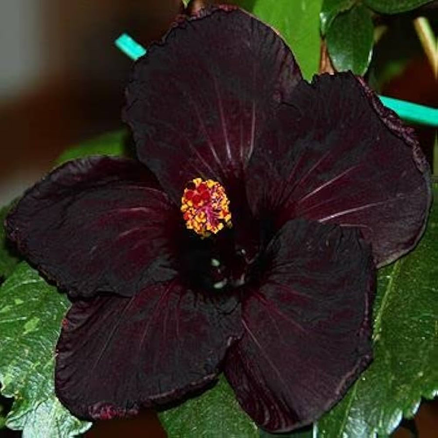 Hibiscus Hibiscus Rosa-Sinensis Rare White Black Flower Seeds for Planting – Perfect for Exotic Garden and Potted Arrangements