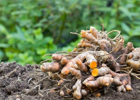 Turmeric Plants for reliable seasonal color