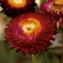 Crimson Elicriso Helichrysum bracteatum flower seeds for planting in ornamental backyard gardens
