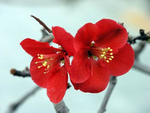 Japanese Quince Chaenomeles Japonica Seeds for gardeners building out beds and borders