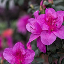 Plant Seeds (Rhododendron azalea) for seasonal color across the home garden or shaded backyard spaces