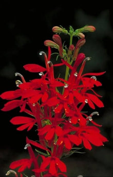 Lobelia Vulcan Red flower Seeds prized for vibrant red annuals