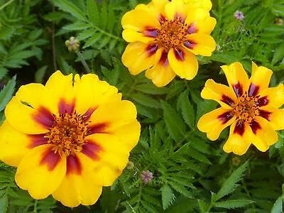 Calendula "Dainty Marietta" Semi-Traditional Non-GMO Flower - for planting in home garden